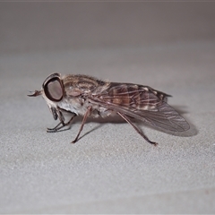 Dasybasis sp. (genus) at Surfside, NSW - 3 Jan 2025 11:11 AM