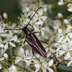 Distichocera fuliginosa (Longhorn or Longicorn beetle) at Mongarlowe, NSW - 15 Jan 2025 by LisaH