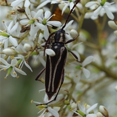 Distichocera fuliginosa at Mongarlowe, NSW - suppressed