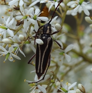 Distichocera fuliginosa at Mongarlowe, NSW - suppressed