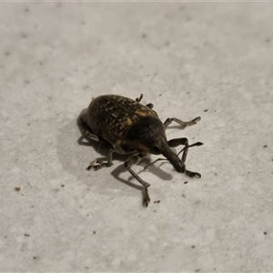 Unidentified Weevil (Curculionoidea) at Cowra, NSW by Whiteyjw