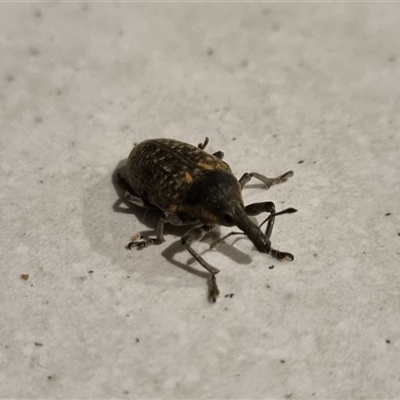 Unverified Weevil (Curculionoidea) at Cowra, NSW - 15 Jan 2025 by Whiteyjw