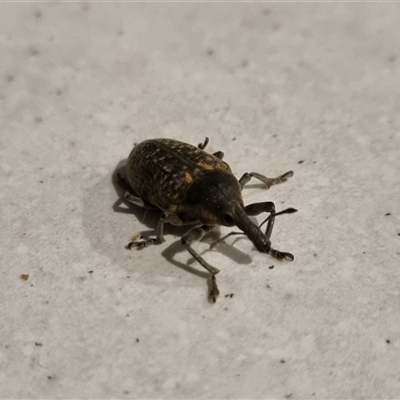 Unidentified Weevil (Curculionoidea) at Cowra, NSW - 15 Jan 2025 by Whiteyjw