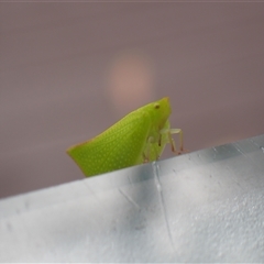 Siphanta acuta at Surfside, NSW - 3 Jan 2025 by RomanSoroka