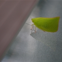 Siphanta acuta at Surfside, NSW - 3 Jan 2025 03:42 PM