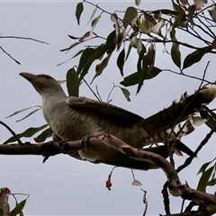 Scythrops novaehollandiae (Channel-billed Cuckoo) at Mongarlowe, NSW - 15 Jan 2025 by LisaH