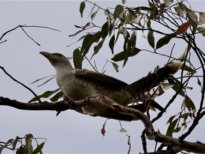 Scythrops novaehollandiae (Channel-billed Cuckoo) at Mongarlowe, NSW - 15 Jan 2025 by LisaH