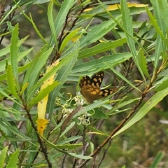 Heteronympha solandri (Solander's Brown) at Harolds Cross, NSW - 15 Jan 2025 by Csteele4