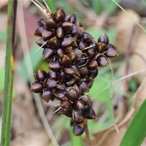 Lomandra longifolia at Mongarlowe, NSW - 15 Jan 2025