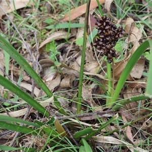 Lomandra longifolia at Mongarlowe, NSW - 15 Jan 2025