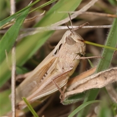 Caledia captiva (grasshopper) at Mongarlowe, NSW - 15 Jan 2025 by LisaH