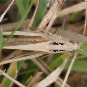 Caledia captiva at Mongarlowe, NSW - suppressed