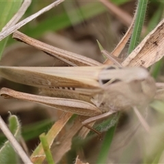 Caledia captiva at Mongarlowe, NSW - suppressed