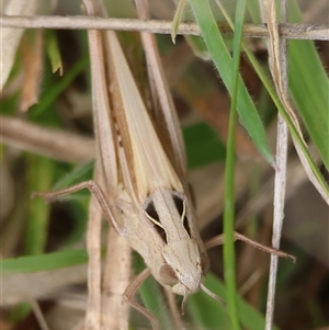 Caledia captiva at Mongarlowe, NSW - suppressed