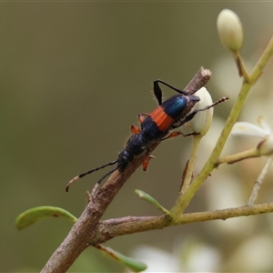 Obrida fascialis (One banded longicorn) at Mongarlowe, NSW by LisaH