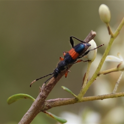 Obrida fascialis (One banded longicorn) at Mongarlowe, NSW - 15 Jan 2025 by LisaH