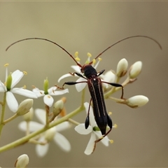 Amphirhoe sp. (Amphirhoe longhorn beetle) at Mongarlowe, NSW - 15 Jan 2025 by LisaH