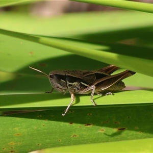 Praxibulus sp. (genus) (A grasshopper) at Mongarlowe, NSW by LisaH