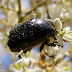 Bisallardiana gymnopleura at Mongarlowe, NSW - suppressed