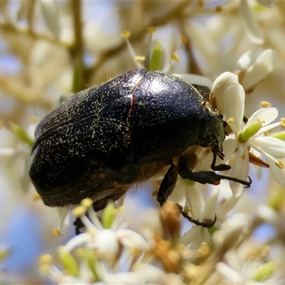 Bisallardiana gymnopleura (Brown flower chafer) at Mongarlowe, NSW - 15 Jan 2025 by LisaH