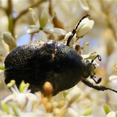 Bisallardiana gymnopleura at Mongarlowe, NSW - suppressed