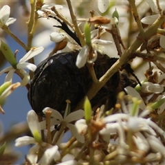 Bisallardiana gymnopleura at Mongarlowe, NSW - suppressed