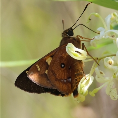 Trapezites symmomus (Splendid Ochre) at Mongarlowe, NSW - 15 Jan 2025 by LisaH