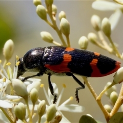 Castiarina bremei (A jewel beetle) at Mongarlowe, NSW - 15 Jan 2025 by LisaH