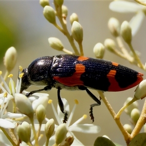 Castiarina bremei at Mongarlowe, NSW - suppressed