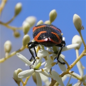 Castiarina bremei at Mongarlowe, NSW - suppressed