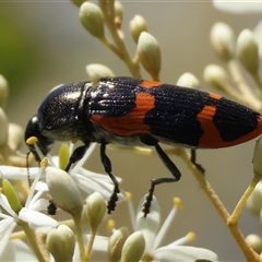 Castiarina bremei at Mongarlowe, NSW - suppressed