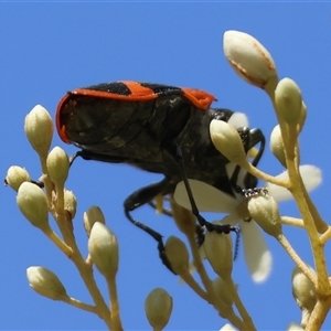 Castiarina bremei at Mongarlowe, NSW - suppressed