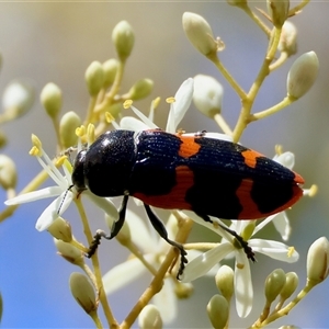 Castiarina bremei at Mongarlowe, NSW - suppressed