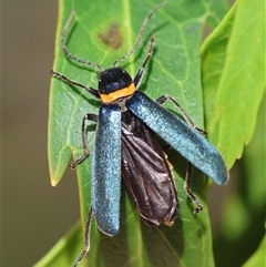 Chauliognathus lugubris (Plague Soldier Beetle) at Mongarlowe, NSW - 15 Jan 2025 by LisaH