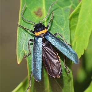 Chauliognathus lugubris (Plague Soldier Beetle) at Mongarlowe, NSW by LisaH