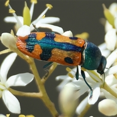 Castiarina scalaris (Scalaris jewel beetle) at Mongarlowe, NSW - 15 Jan 2025 by LisaH