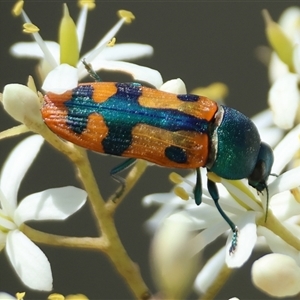 Castiarina scalaris at Mongarlowe, NSW - suppressed