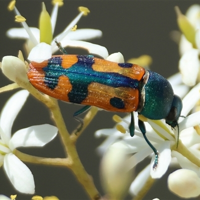 Castiarina scalaris (Scalaris jewel beetle) at Mongarlowe, NSW - 15 Jan 2025 by LisaH