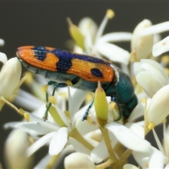 Castiarina scalaris at Mongarlowe, NSW - suppressed