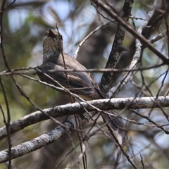 Colluricincla harmonica at Mongarlowe, NSW - 15 Jan 2025 by LisaH