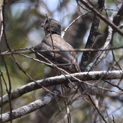 Pachycephala rufiventris at Mongarlowe, NSW - suppressed