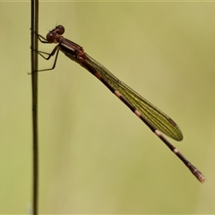 Austrolestes leda (Wandering Ringtail) at Mongarlowe, NSW - 15 Jan 2025 by LisaH