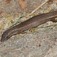 Saproscincus mustelinus (Weasel Skink) at Mongarlowe, NSW - 15 Jan 2025 by LisaH