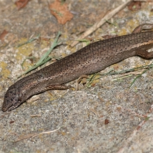 Saproscincus mustelinus (Weasel Skink) at Mongarlowe, NSW by LisaH