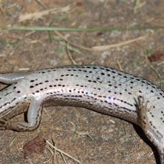 Saproscincus mustelinus at Mongarlowe, NSW - suppressed