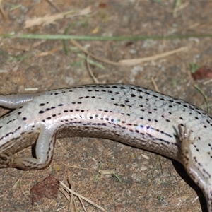 Saproscincus mustelinus at Mongarlowe, NSW - suppressed