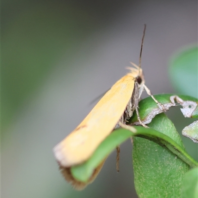 Telocharacta hemicroca (A concealer moth) at Mongarlowe, NSW - 15 Jan 2025 by LisaH
