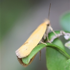 Telocharacta hemicroca at Mongarlowe, NSW - suppressed