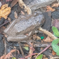 Litoria peronii (Peron's Tree Frog, Emerald Spotted Tree Frog) at Googong, NSW - 14 Jan 2025 by WHall