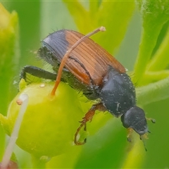 Unidentified Scarab beetle (Scarabaeidae) at Googong, NSW - 12 Jan 2025 by WHall